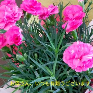 カーネーション,ピンクの花,今日の花,母の日,いつもありがとう♡の画像