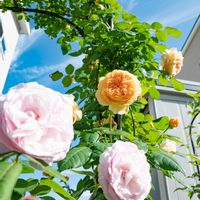 オリビア・ローズ・オースチン,クラウンプリンセスマルガリータ,バラのアーチ,花のある暮らし,バラ科の画像