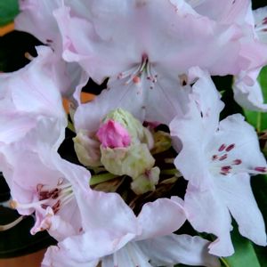 石楠花（シャクナゲ）,母の日プレゼント,白いお花,幸せな空間,ピンクの蕾の画像
