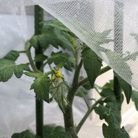 トマト,開花,防虫・防鳥ネットの画像