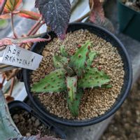 アロエ,アロエ カスティロニアエ,Aloe castilloniaeの画像