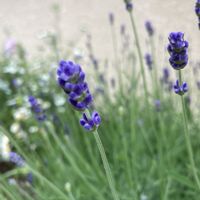 イキシア,ニゲラ,ラベンダー オカムラサキ,lavenderの香りのお庭の画像