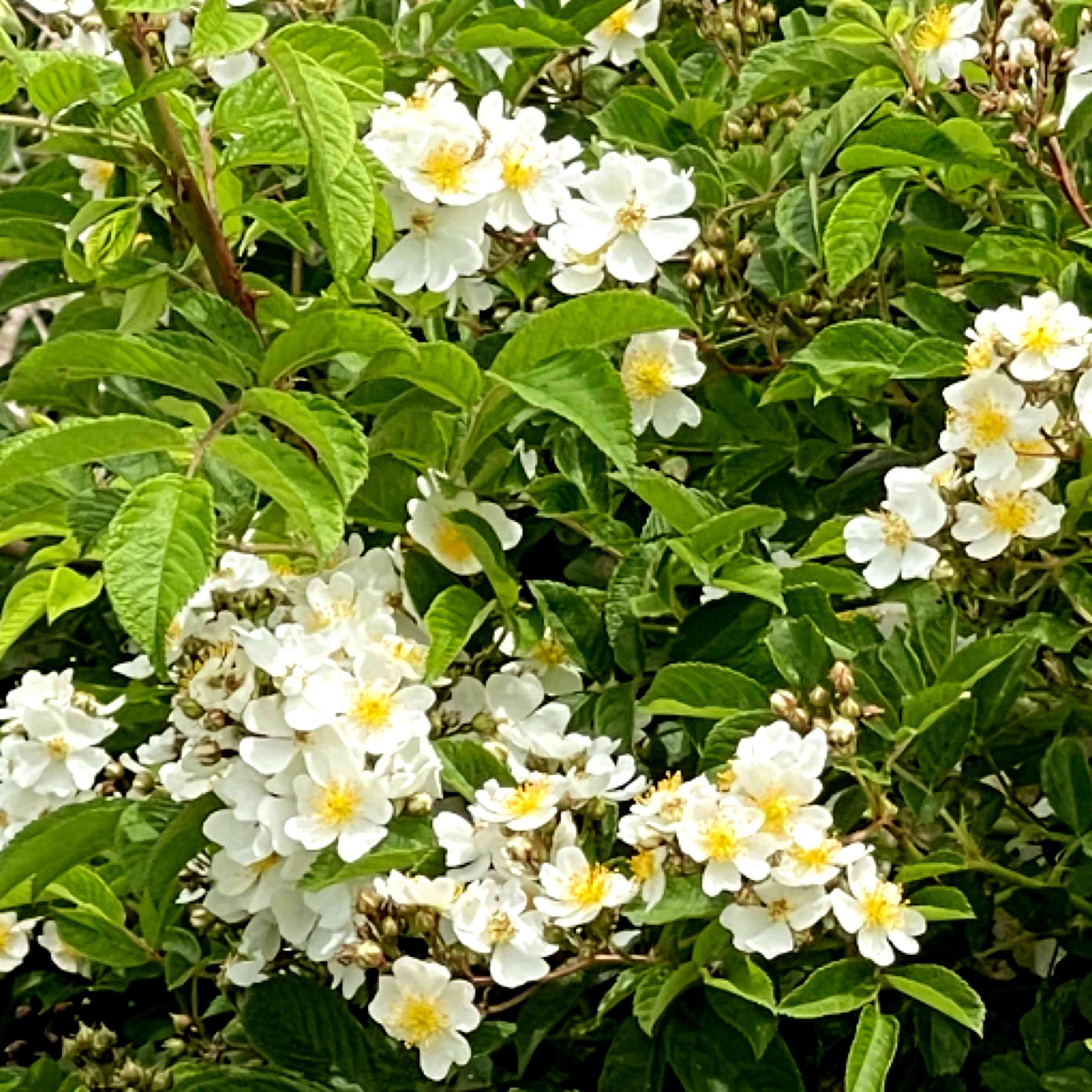 ノイバラの投稿画像 by kaorinさん｜イノバラと星野富弘とノイバラ