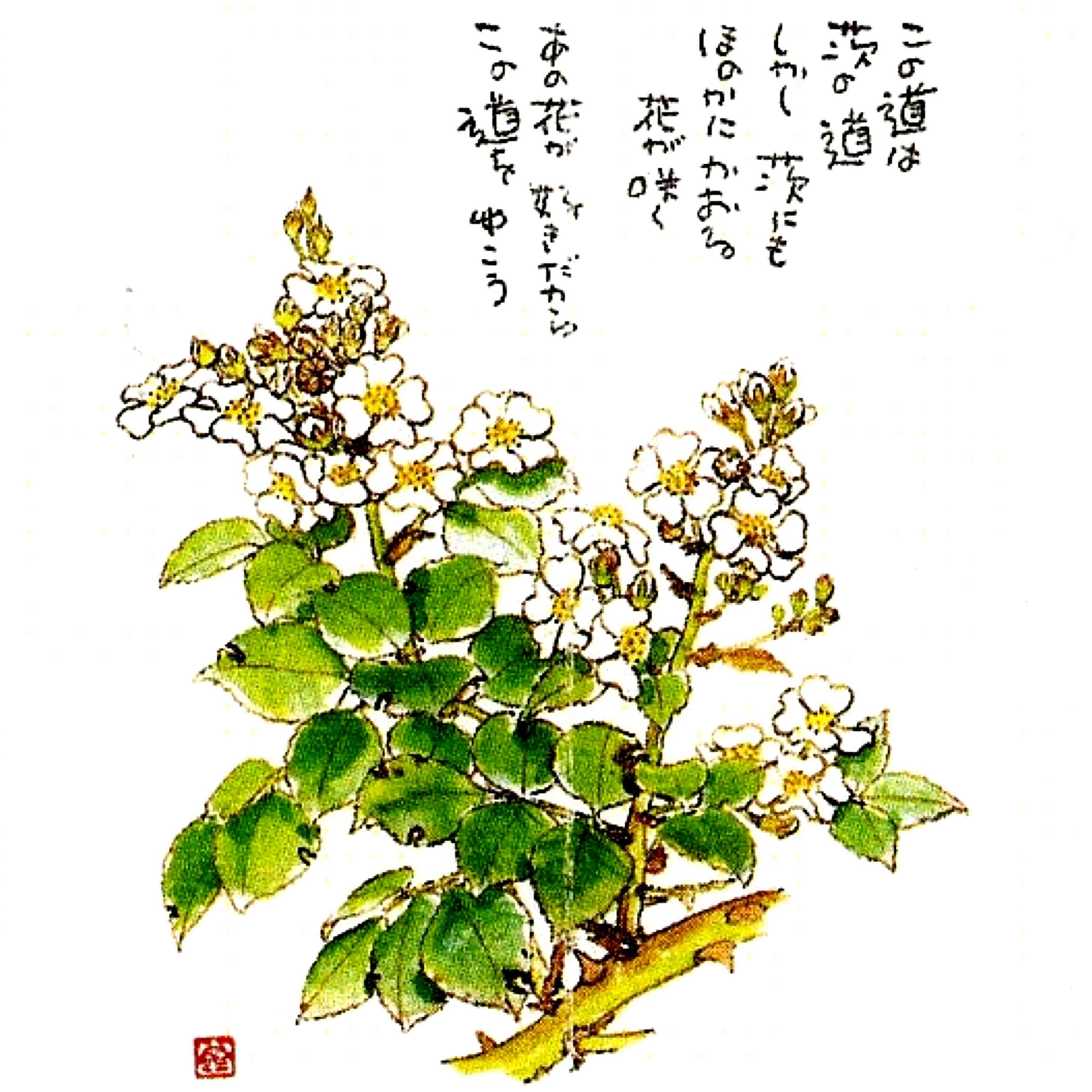 ノイバラの投稿画像 by kaorinさん｜イノバラと星野富弘とノイバラ