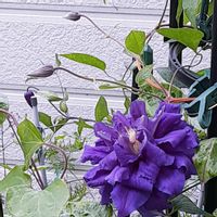 ニゲラ,ニゲラ,エリゲロン,クレマチス キリテカナワ,紫の花の画像