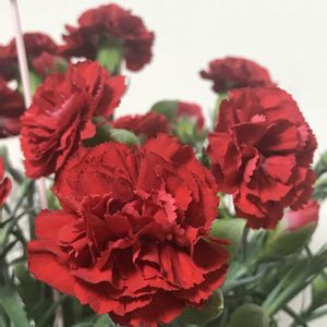 カーネーション,母の日プレゼント,ありがとう♡,赤いお花の画像