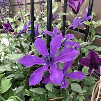 クレマチス,サルビア,つる性植物,コンテナガーデン,紫の花の画像