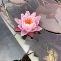温帯睡蓮　ピンクサンライズ,温帯睡蓮　ピンクサンライズ,温帯睡蓮　ピンクサンライズ,開花,水生植物の画像