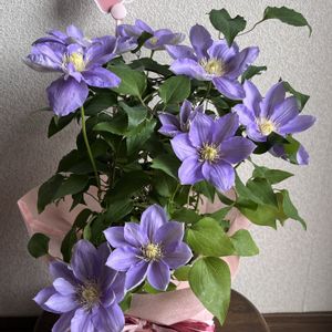 クレマチス,胡蝶蘭,母の日,癒しの薄紫,Go✿to✿flowerの画像