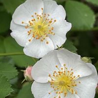 ノイバラ,山野草,花木,樹木,バラ科の画像