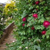 ダイアンサス,ダイアンサス,アイスバーグ,アイスバーグ,カーディナルヒュームの画像