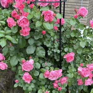 バラ,薔薇,薔薇 レオナルド・ダ・ヴィンチ,鉢植え,バラ 鉢植えの画像