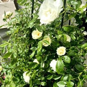 イングリッシュガーデン,つるバラ サマースノー,ばら バラ 薔薇,庭の画像