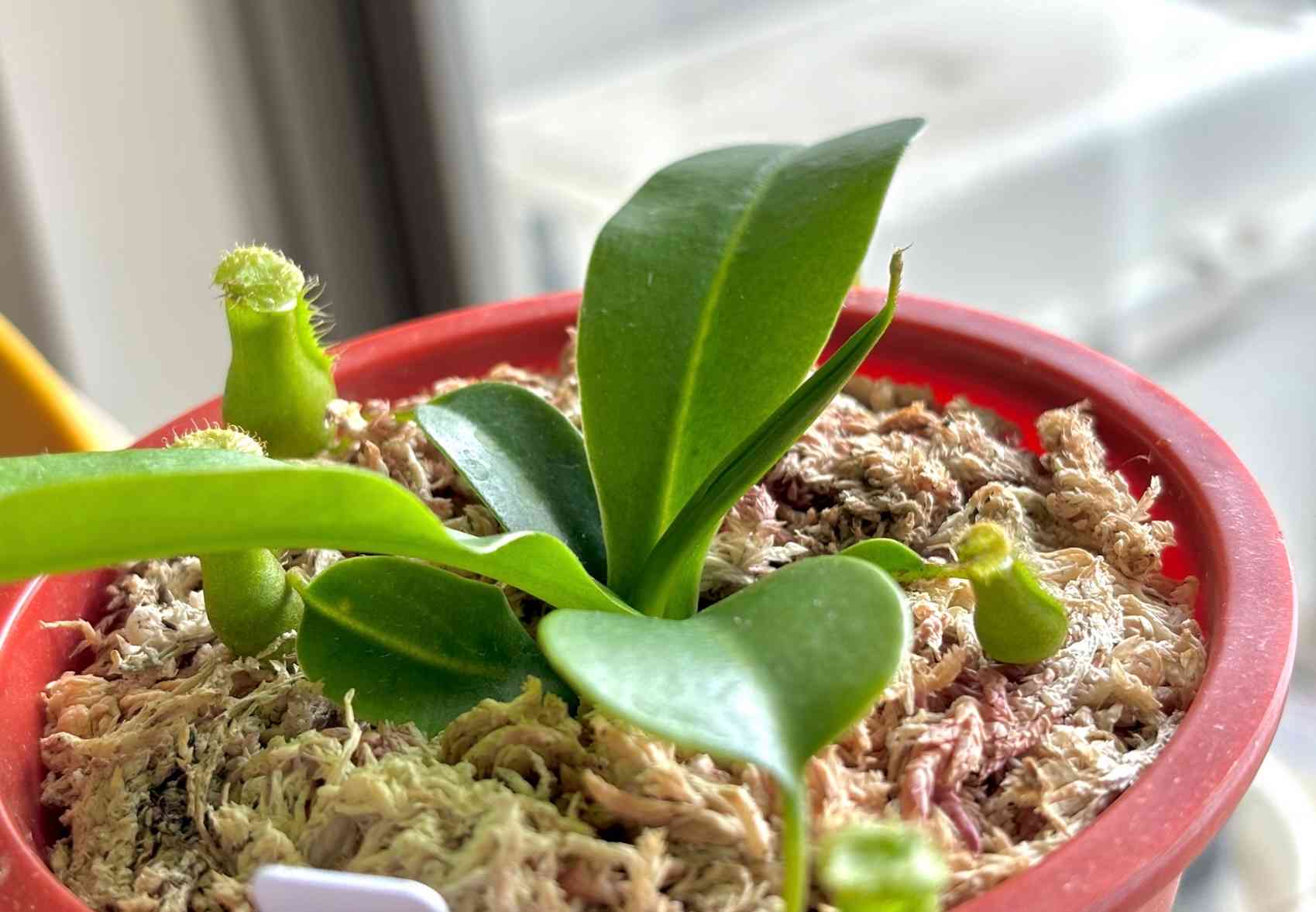 ネペンテス 新芽付き　抜き苗　食虫植物 1715487560343_887216_photo.jpg