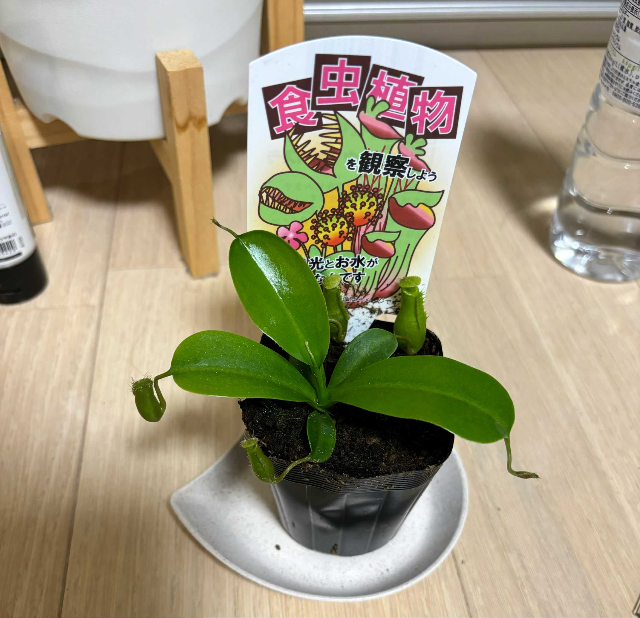 初めての食虫植物 ネペンテス成長記録｜🍀GreenSnap（グリーンスナップ）