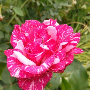 カモミール,薔薇♪,畑,庭の画像
