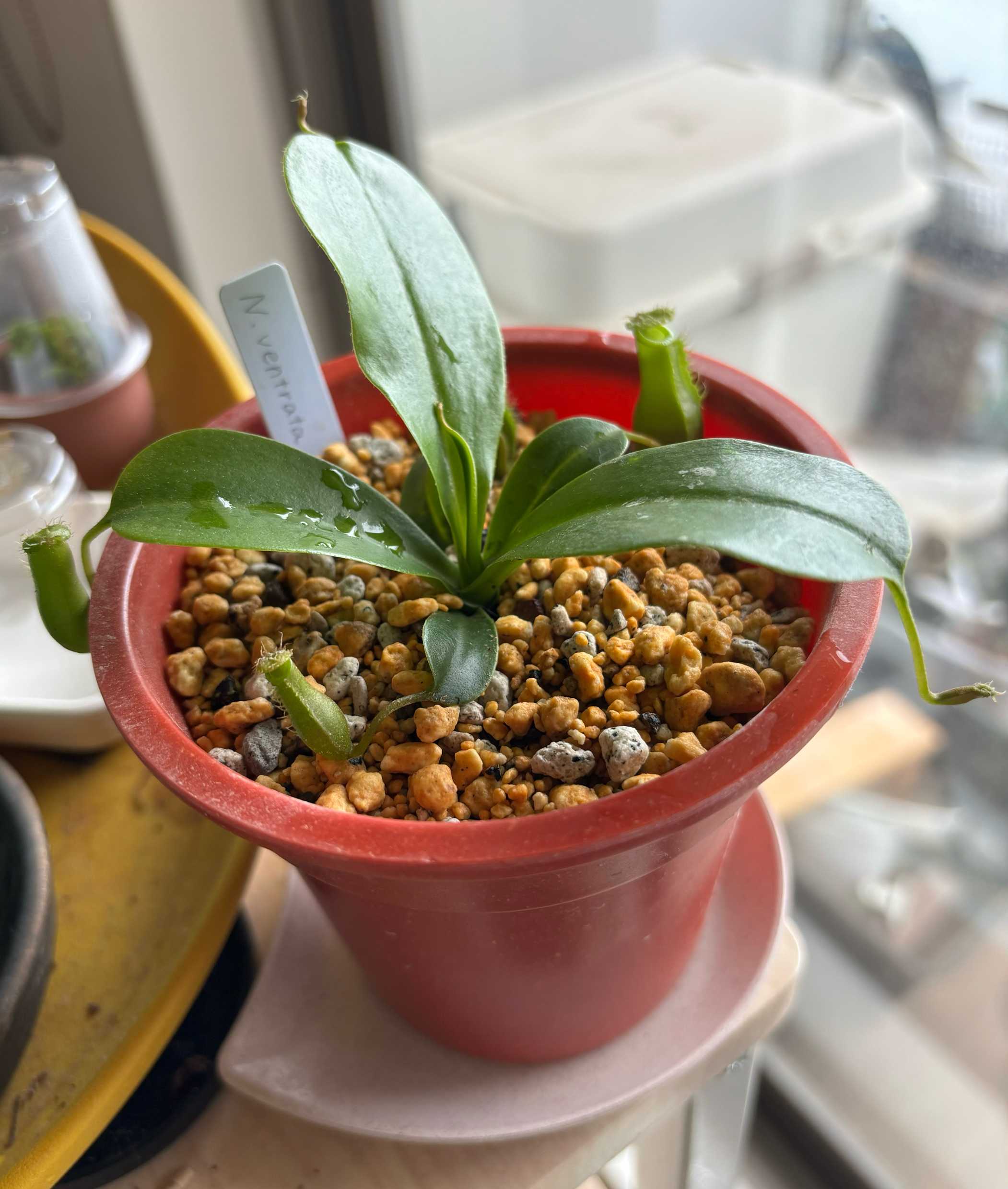 初めての食虫植物 ネペンテス成長記録｜🍀GreenSnap（グリーンスナップ）