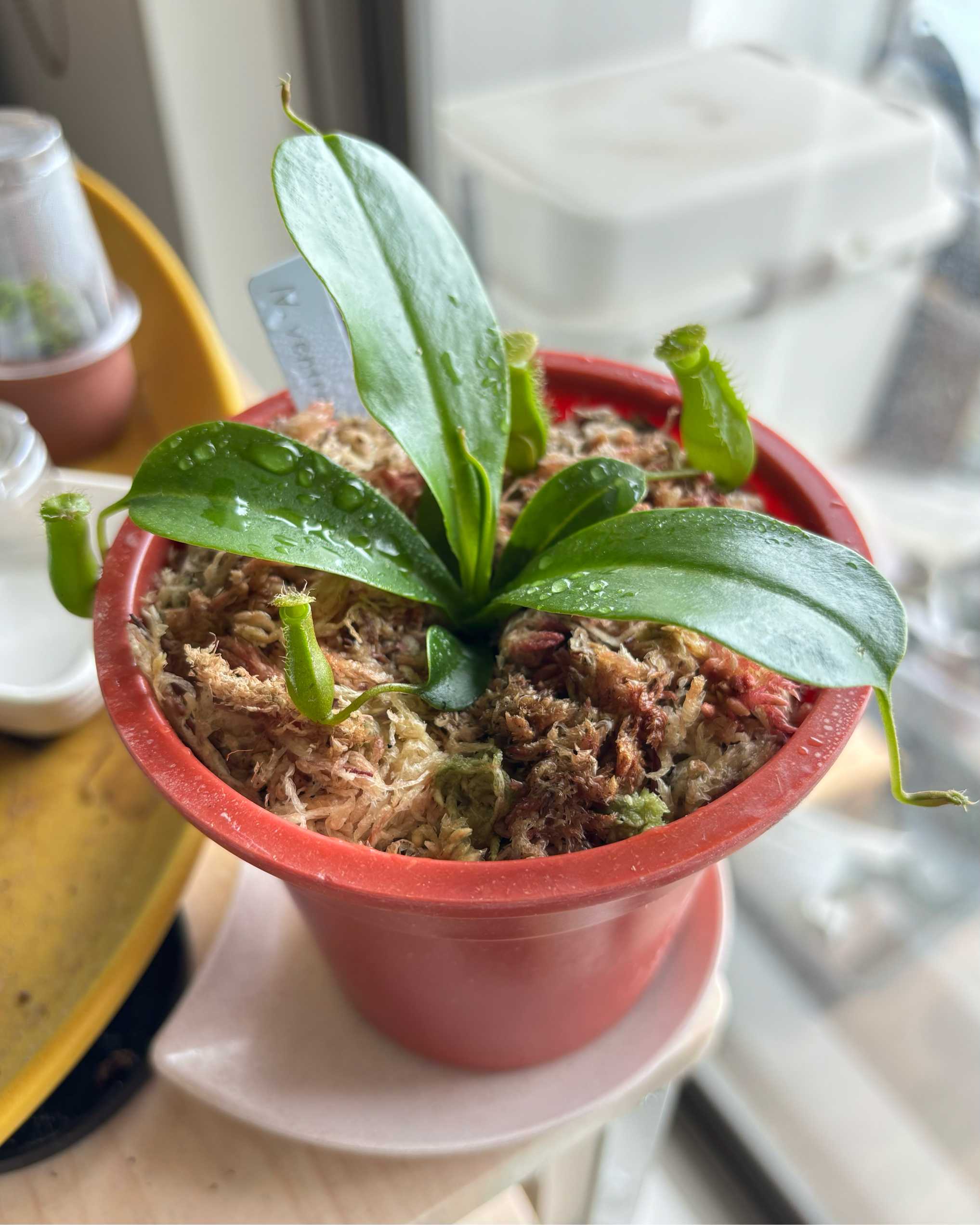 初めての食虫植物 ネペンテス成長記録｜🍀GreenSnap（グリーンスナップ）