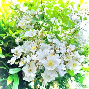 ノイバラ,かわいい,白い花,花のある暮らし,山野草大好き協会の画像