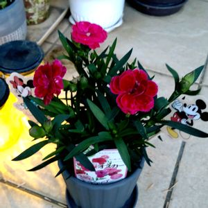 カーネーション,カーネーション オスカー,赤い花,可愛い花,玄関アプローチの画像
