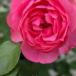 バラ 鉢植え,ばら バラ 薔薇,小さな庭の画像