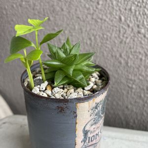 ハオルチア,ナゾの植物,リメ缶,バルコニー/ベランダの画像