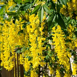 キングサリ,かわいい,鉢植え,黄色い花,癒しの画像