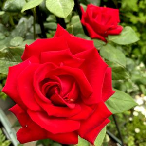 薔薇クリスチャンディオール,真っ赤,花のある暮らし,母の日プレゼント,プランター栽培の画像