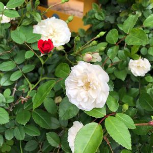 ミニバラ・グリーンアイス,ミニ薔薇,玄関アプローチの画像