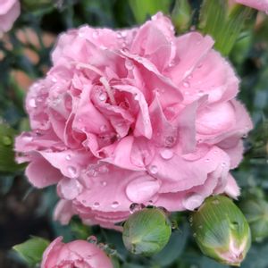 カーネーション,ピンクの花,母の日の画像