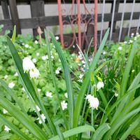スノーフレーク,花のある暮らし,旭川,北国の春,おうち園芸の画像