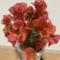 ブーゲンビレア,夏の花,楽しみ〜,南国植物,癒しのひと時の画像