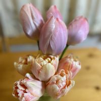 チューリップ,チューリップ,お花大好き♡,小さい庭,北海道からの画像