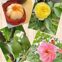 バラ,リンゴ,マンゴスチン,庭の画像