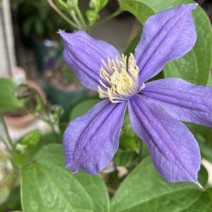 クレマチス アラベラ,クレマチス プールサイド,紫の花,クレマチス 鉢植え,可愛いお花の画像