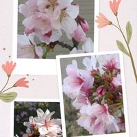 サクラ,桜,花のある暮らし,北海道,スマホで撮影の画像