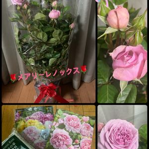 バラ,バラ 鉢植え,母の日,母の日プレゼント,バラのある暮らしの画像