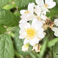 ノイバラ,ノイバラ,白い花,季節の花,今日のお花の画像