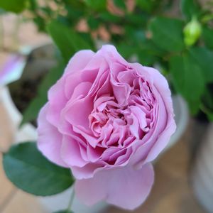 レヴリ,バラ 鉢植え,GSのみなさんに感謝♡,ロザリアン,春バラの画像