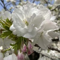 サクラ,白妙,さくら サクラ 桜,シロタエ,シロタエ 桜の画像