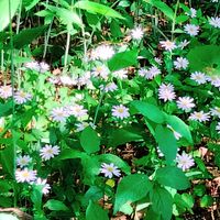 初夏の花,ミヤマヨメナ,深山嫁菜,散策,薄紫色の花の画像