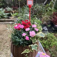 寄せ植え,沖縄,ガーデニング初心者,はじめてのスイカ栽培,一人花友フェスタの画像