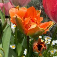 チューリップ,八重咲きチューリップ,チューリップ　ディズニーランドパリ,富山支部,かわちいの画像