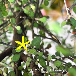 コロキア,黄色の花,咲いた❤,週末ガーデナー,みどりのある暮らしの画像