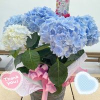 ポージーブーケ エリー,母の日,ブルーの花,紫陽花 アジサイ あじさい,花のある暮らしの画像
