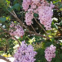 ライラック,青空,花のある暮らし,今日のお花の画像