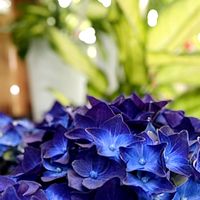 紫陽花,紫陽花,ガーデニング,お花,庭の画像