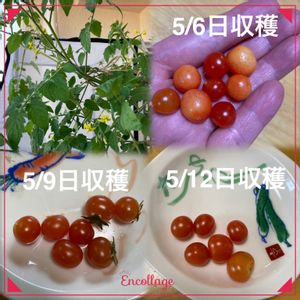 水耕栽培,無農薬野菜,極小トマト　ミジェット,家庭菜園,ベランダの画像