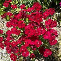 宿根バーベナ,冬越し成功,真っ赤な花,今日は雨☔,真っ赤はパワー色の画像