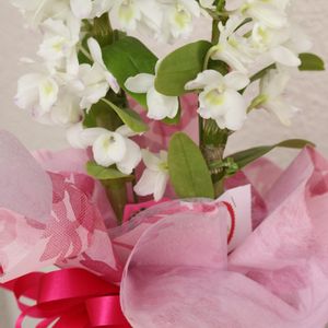 デンドロビウム・トキメキ,白い花,花のある暮らし,母の日プレゼント,沖縄の画像
